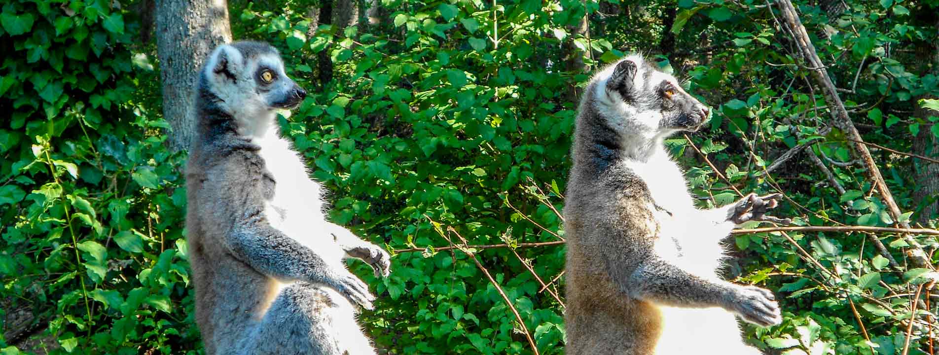 reserve zoologique de calviac proche camping les pialades