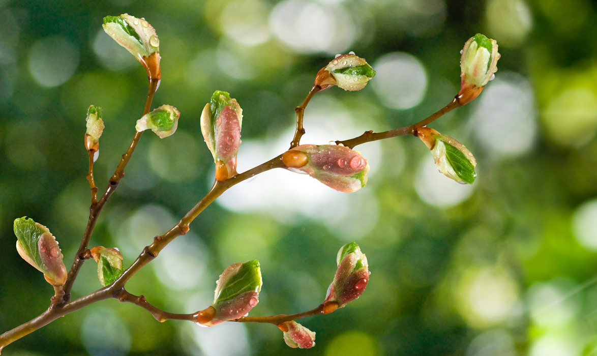 basse saison bourgeons de printemps