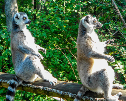 zoo site touristique incoutournable proche camping les pialades