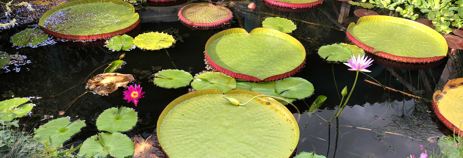 Les Jardins d'eau de Carsac