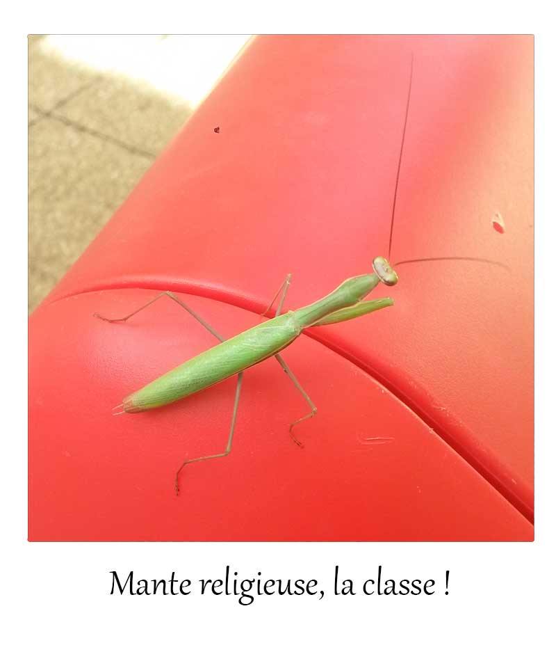 mante religieuse