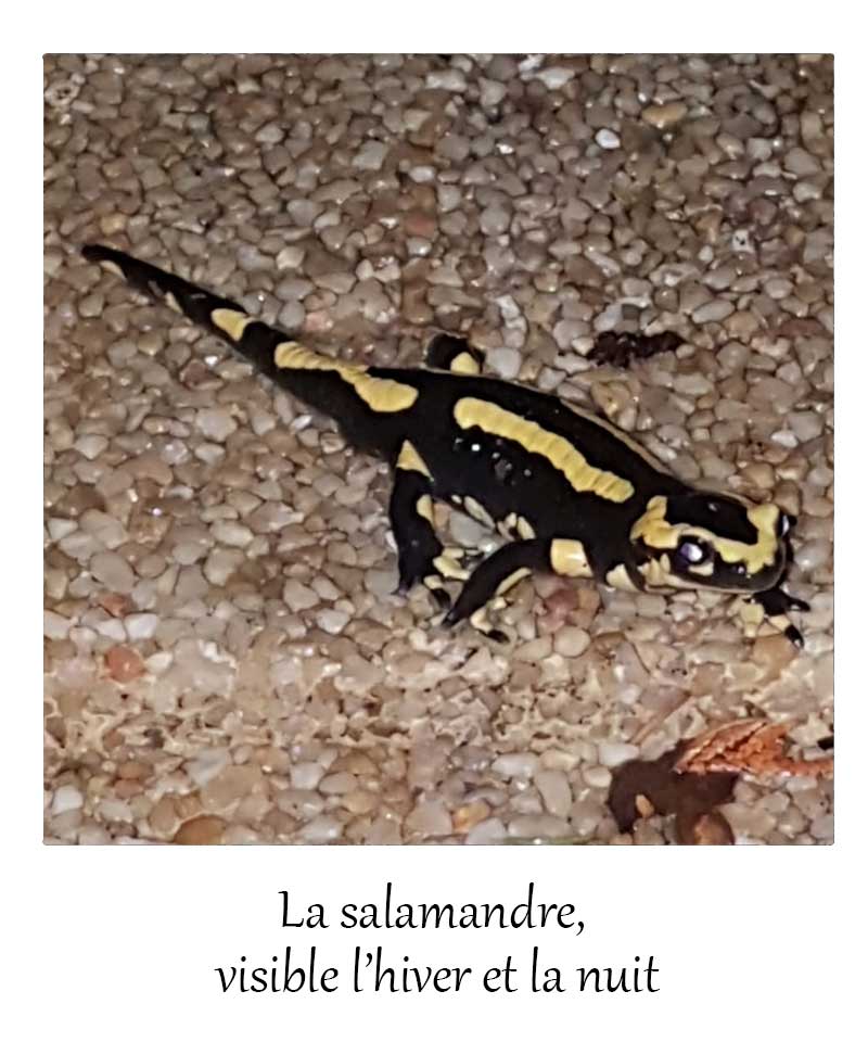 salamandre