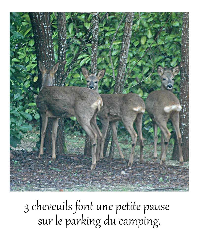 chevreuils