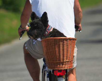 vacances au camping les pialades avec votre animal